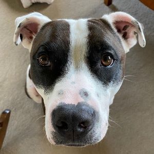 Meet your Posher, Joe